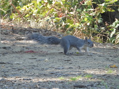 Sciurus griseus