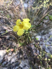 Aureolaria pectinata