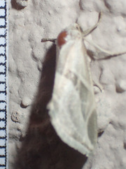 Plagiomimicus tepperi