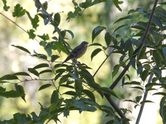 Setophaga coronata