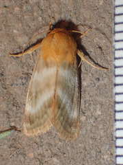 Schinia miniana