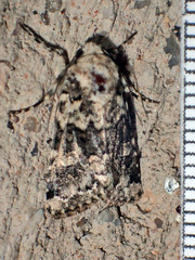 Lacinipolia strigicollis