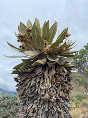 Espeletia hartwegiana