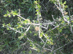 Ceanothus cuneatus cuneatus