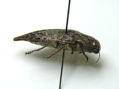 Dicerca furcata