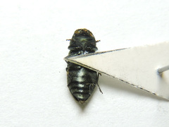 Anthaxia quadripunctata