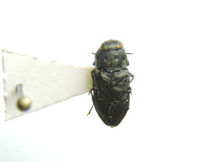 Anthaxia quadripunctata