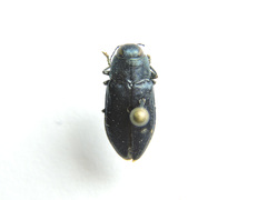 Phaenops cyanea