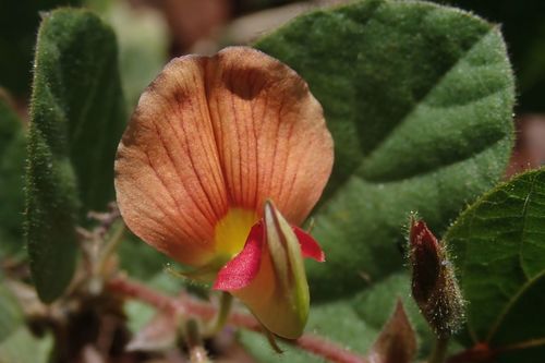 Image of Rhynchosia monophylla by no rights reserved