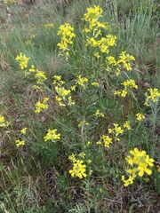 Erysimum crepidifolium