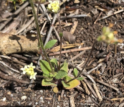 Diverse Capewort (Phyllopodium heterophyllum)