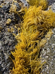 Ahnfeltiopsis concinna