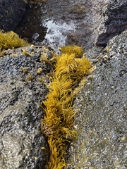 Ahnfeltiopsis concinna