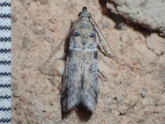 Laetilia dilatifasciella