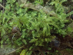 Hypnodendron arcuatum