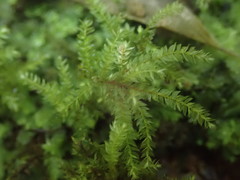 Hypnodendron arcuatum
