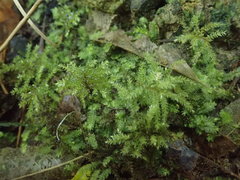 Hypnodendron arcuatum