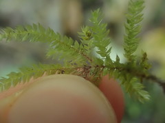 Hypnodendron arcuatum