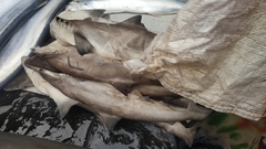Scoliodon laticaudus