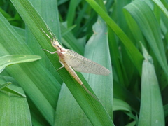 Ephemera orientalis