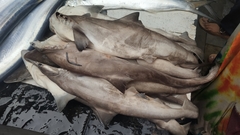 Scoliodon laticaudus
