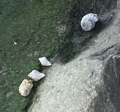 Stramonita canaliculata