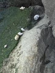 Stramonita canaliculata
