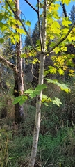 Acer glabrum douglasii