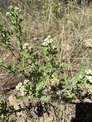 Parthenium confertum
