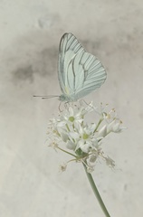 Appias libythea peducaea