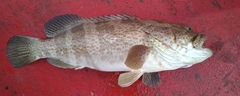 Epinephelus coioides