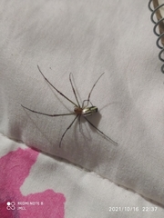 Leucauge argyra