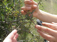 Ceanothus cuneatus cuneatus
