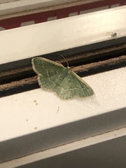 Chlorochlamys appellaria