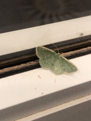 Chlorochlamys appellaria