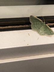 Chlorochlamys appellaria