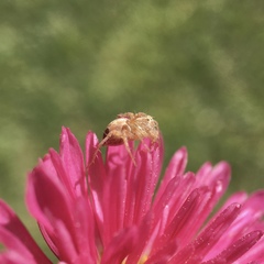 Oxyopes punctatus