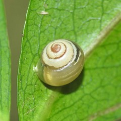 Coneuplecta pampini