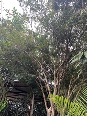 Plinia cauliflora
