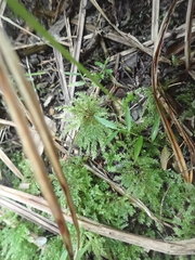 Hypnodendron arcuatum