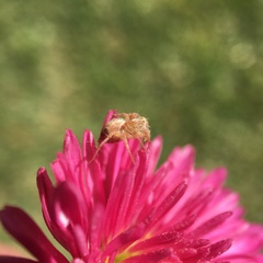 Oxyopes punctatus
