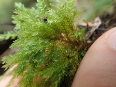 Hypnodendron arcuatum