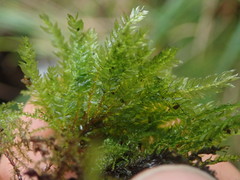 Hypnodendron arcuatum