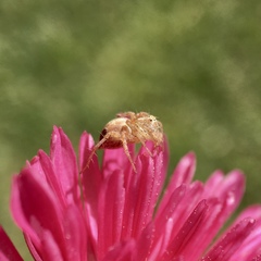 Oxyopes punctatus