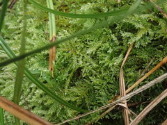 Hypnodendron arcuatum