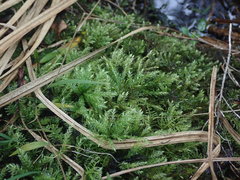Hypnodendron arcuatum