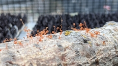 Cytospora chrysosperma