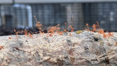 Cytospora chrysosperma