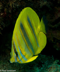 Chaetodon rainfordi
