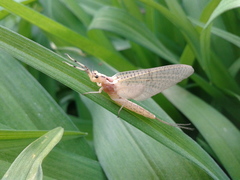 Ephemera orientalis